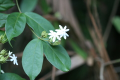Jasminum sambac